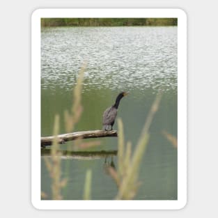 Double Crested Cormorant #2 Sticker